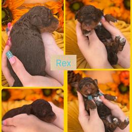 Rex - Phantom male Bernedoodle puppy in Decatur, Tennessee from Diamond's Doodles