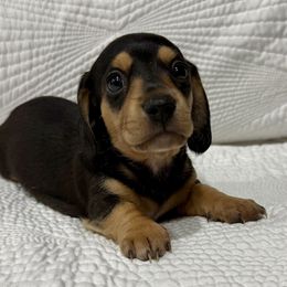 Shadow - Black and cream male Dachshund puppy in El Cajon, California from roxiesdoxies
