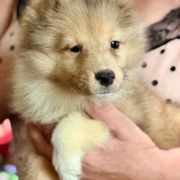 Reba - Sable merle and white female Shetland Sheepdog puppy in Pleasant Shade, Tennessee from Odyssey Shetland Sheepdogs