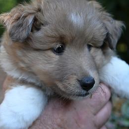 Sable girl - Sable merle and white female Shetland Sheepdog puppy in Castle Rock, Washington from RimRanch Shelties