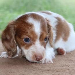 Mitchel Purebred DNA Tested Parents Health Certified Family Raised - Piebald male Dachshund puppy in Haines City, Florida from Divine Poodle Paradise Standard Poodles & Divine Dachshunds