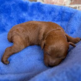 White collar - Red  female Poodle puppy in Huntsville, Alabama from Flint River Poodles