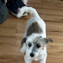 Puff girl - White female Chinese Crested puppy in Rockvale, Tennessee from Cosmic Chinese Cresteds & Wind-Echo Poodles