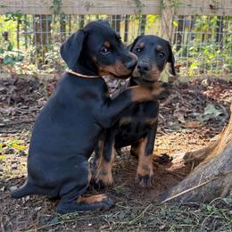 Adeline - Black and rust female Doberman Pinscher puppy in Toney, Alabama from Bhon Mhuir Dobermanns