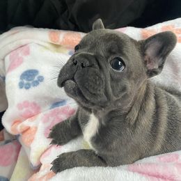 French Bulldog Puppies from Smalltown Frenchies