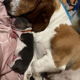 Basset Hound Puppies from Laura Lankford