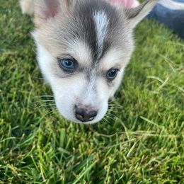 Pomsky Puppies from Promise Land Pomskies