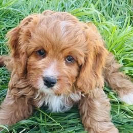 Hazel - Red female Cavapoo puppy in Malad City, Idaho from FreckledCowgirlPuppies