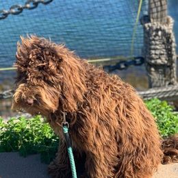 Australian Labradoodle All Grown Up from Oak Manor Australian Labradoodles LLC