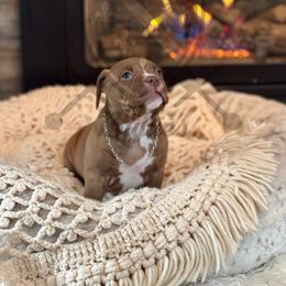 Bone - American Bully puppy from Bosnian Royal Bullies