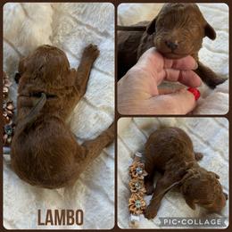 Lambo - Red  female Poodle puppy in Mount Vernon, Illinois from AMC Poodles