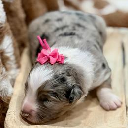 Pink collar - Blue merle female Miniature Australian Shepherd puppy in 32046, Florida from River Hill Ranch