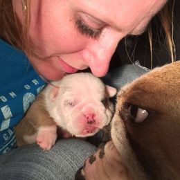 Bulldog and French Bulldog Puppies from Crystals Bulldog Bungalow