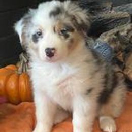 Australian Shepherd and Miniature American Shepherd Puppies from Tanya Strickland
