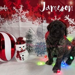 Jameson - Tiger male Perro de Presa Canario puppy in Horizon, Texas from Mesquite Creek Kennels