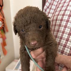Aqua collar - Brown male Chesapeake Bay Retriever puppy in North Port, Florida from Whispering Oak Chesapeakes