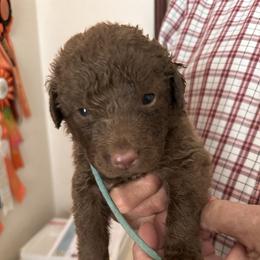 Aqua collar - Brown male Chesapeake Bay Retriever puppy in North Port, Florida from Whispering Oak Chesapeakes