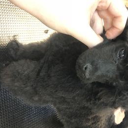 Poodle Puppies from Segraves Poodles