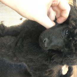 Poodle Puppies from Segraves Poodles