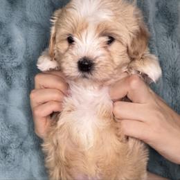 Curly - Apricot male Maltipoo puppy in West Jordan, Utah from Mid Sized Maltipoos and More LLC