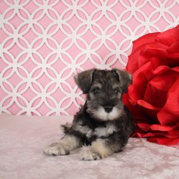 Miniature Schnauzer Puppies from King’s Miniature Schnauzers