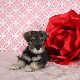 Miniature Schnauzer Puppies from King’s Miniature Schnauzers