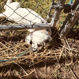 Dalmatian Puppies from Speckled Spots Dalmatians