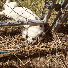 Dalmatian Puppies from Speckled Spots Dalmatians