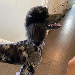 Aussiedoodles and Australian Shepherds from Annie's Aussies