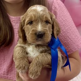 Goldendoodles from Polly Wolly Doodles