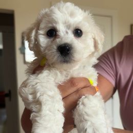Grey collar Boy - White male Bichon Frise puppy in Grass Lake, Michigan from Waterloo Bichons AKC
