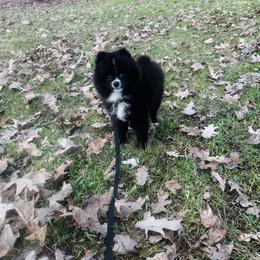 Skunk - Black male Pomeranian puppy in Mohawk, New York from Dream Pomeranians By Allison Horton