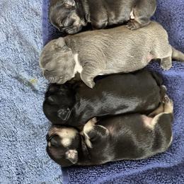 French Bulldog Puppies from Wind Ridge Frenchies
