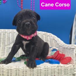 Cane Corso Puppies from God Of War Cane Corso