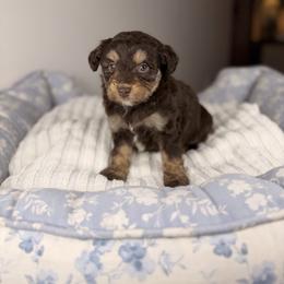 Chex - Red tri-color male Aussiedoodle puppy in Sweetwater, Florida from Sandy Snout Doodles