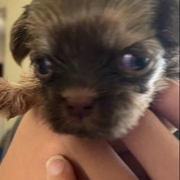 Shih Tzu All Grown Up from Monica Sauceda