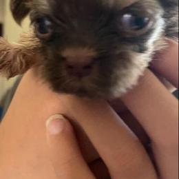 Shih Tzu All Grown Up from Monica Sauceda