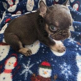 Teddy - Liver male French Bulldog puppy in Manchester, Iowa from Stogdill's Baby Bullies