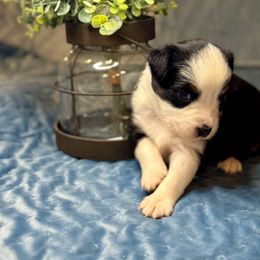 Sage - Black tri-color female Australian Shepherd puppy in Beaverdam, Virginia from Cimmarun Farm Aussies