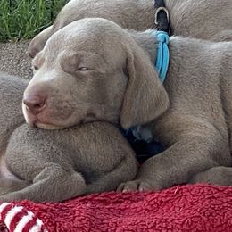 Weimaraner puppies from Brymar Weimaraners