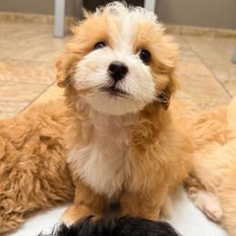 Banks - Yellow and white male Bernedoodle puppy in Port Saint Lucie, Florida from Eastside Paws LLC