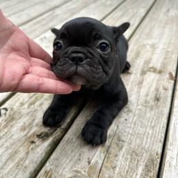 Winifred - Brindle and white female French Bulldog puppy in Greenfield, Missouri from Hope Mountain French Bulldogs