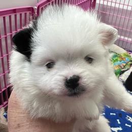 Maryann - Black parti female Pomeranian puppy in Arizona from Ma Petite Amore Pomeranians