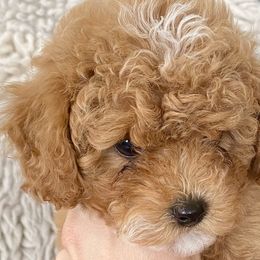 Assorted Doodle Crosses, Bernedoodles, and Poodles from Lucky Day Doodles