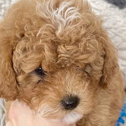 Assorted Doodle Crosses, Bernedoodles, and Poodles from Lucky Day Doodles