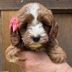 Cavapoos and Cockapoos from WoodHaven Pups MN