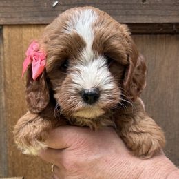 Cavapoos and Cockapoos from WoodHaven Pups MN