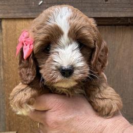 Cavapoos and Cockapoos from WoodHaven Pups MN