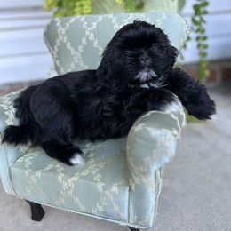 Domino - Black and white male Shih Tzu puppy in Statesboro, Georgia from Magnolia Small Breeds