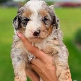 Kurt - Blue merle male Bernedoodle puppy in Dundee, Ohio from Down Home Doodle